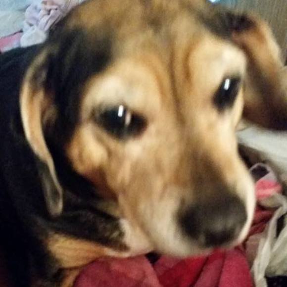 Meet your Posher, Tiffany - Picture 1 of 1